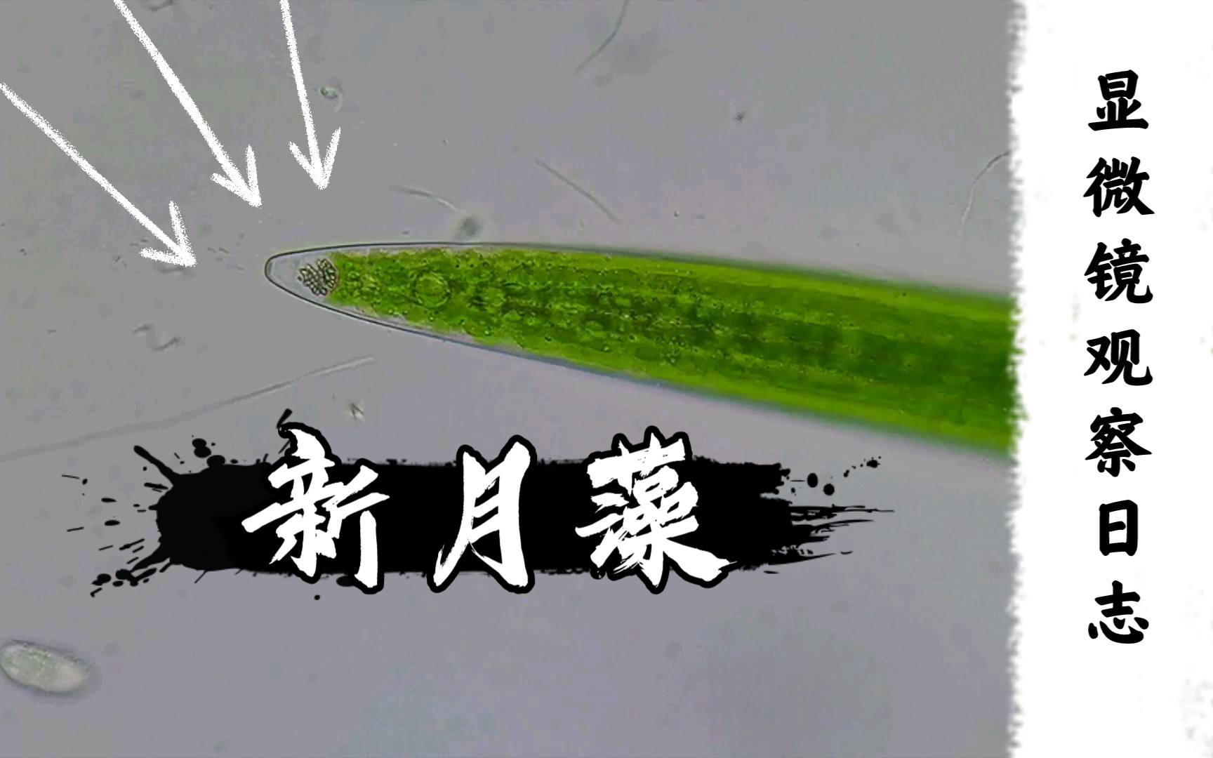 【显微镜观察日志】040—零距离观察新月藻_哔哩哔哩_bilibili