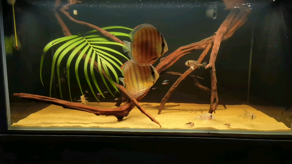 南美风格造景鱼缸-七彩神仙 圣塔伦 鼠鱼