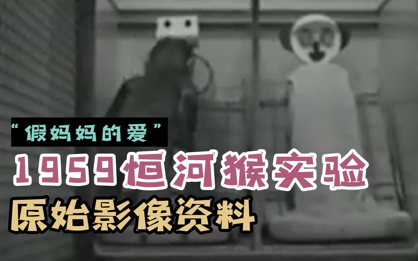 [图]【原创中字】一只缺爱猴子的故事：马洛的恒河猴实验原始影像资料