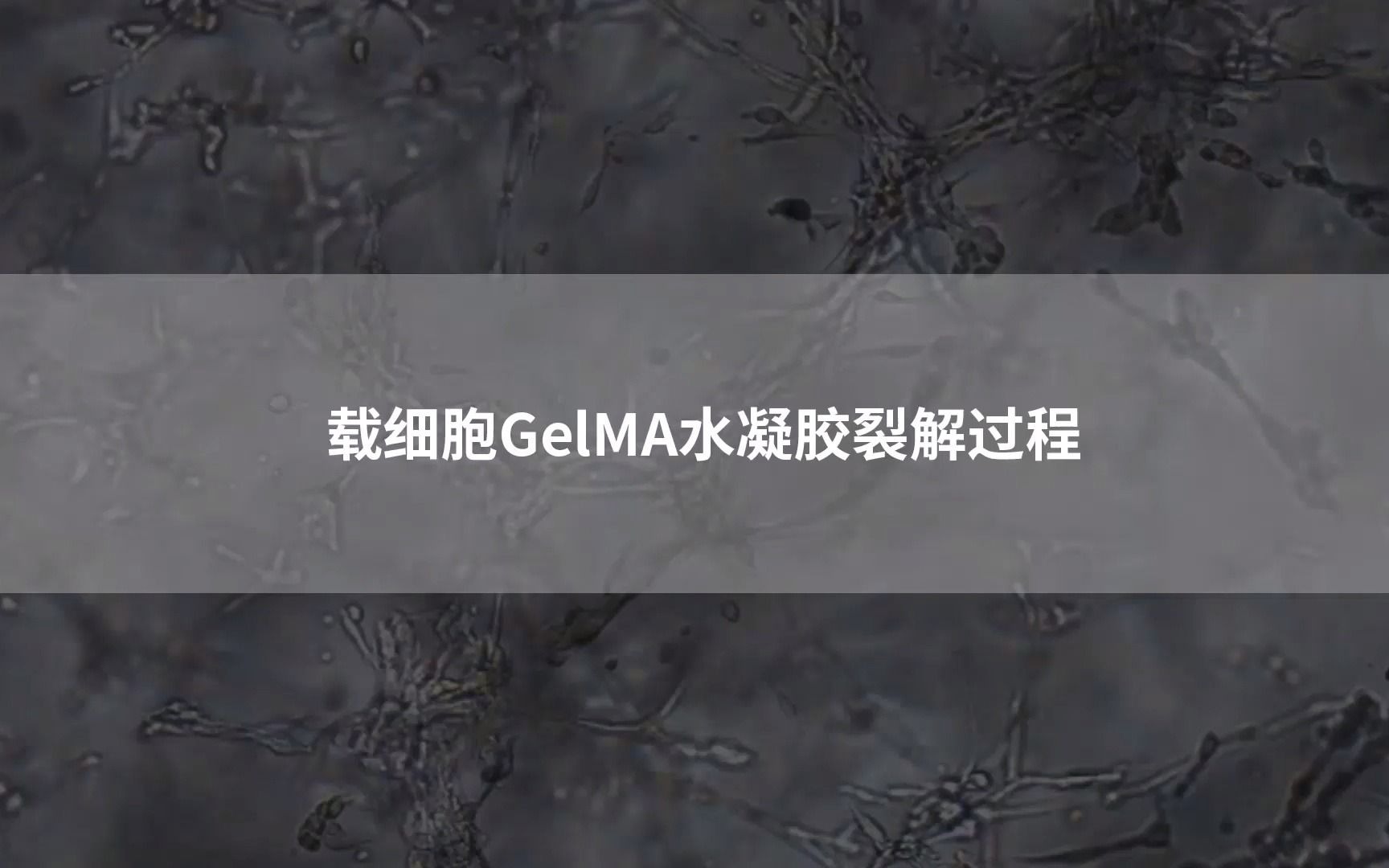 载细胞GelMA水凝胶裂解过程哔哩哔哩bilibili