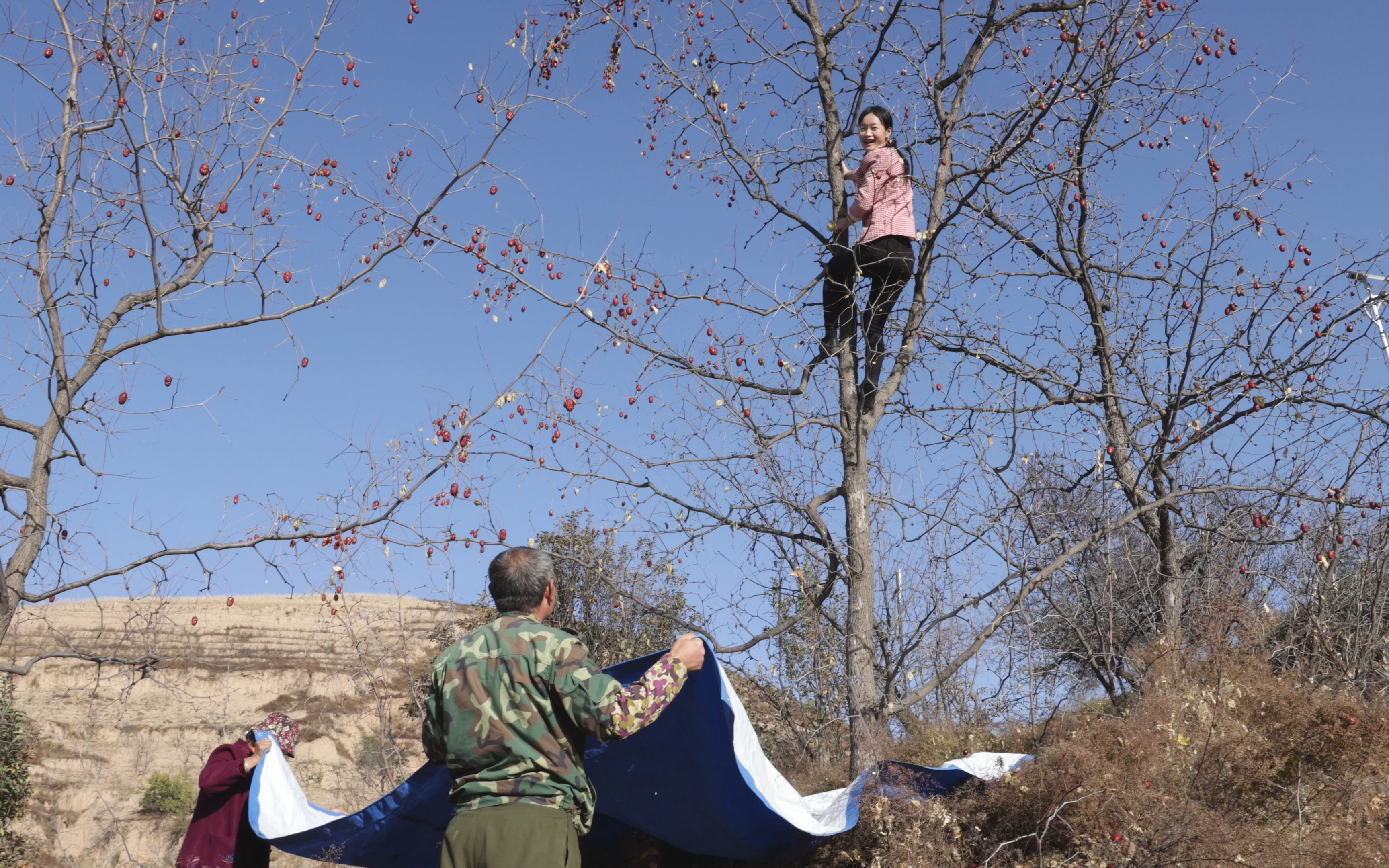 好多朋友想吃糖心枣,继续打枣!