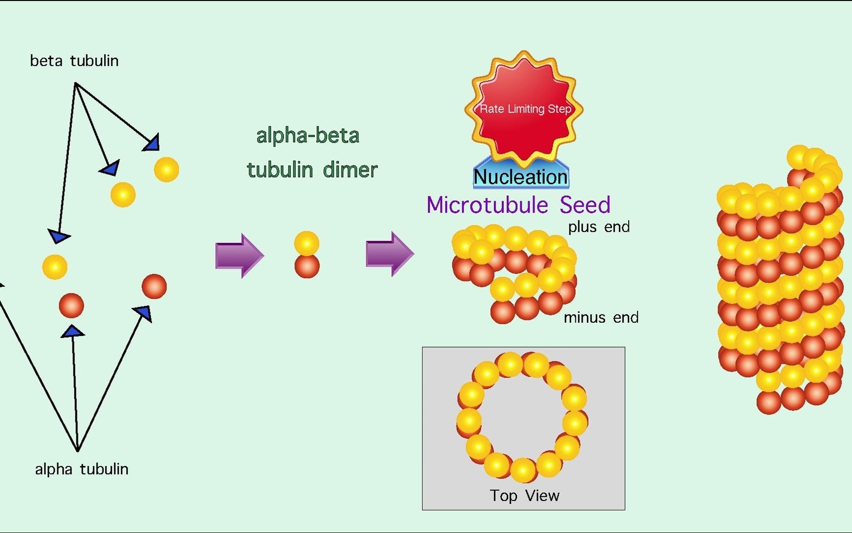 How microtubules are formed 微管如何形成_哔哩哔哩_bilibili