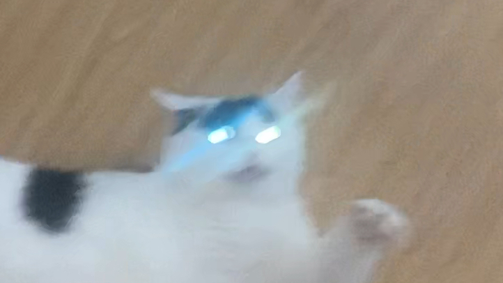 镭射眼猫猫