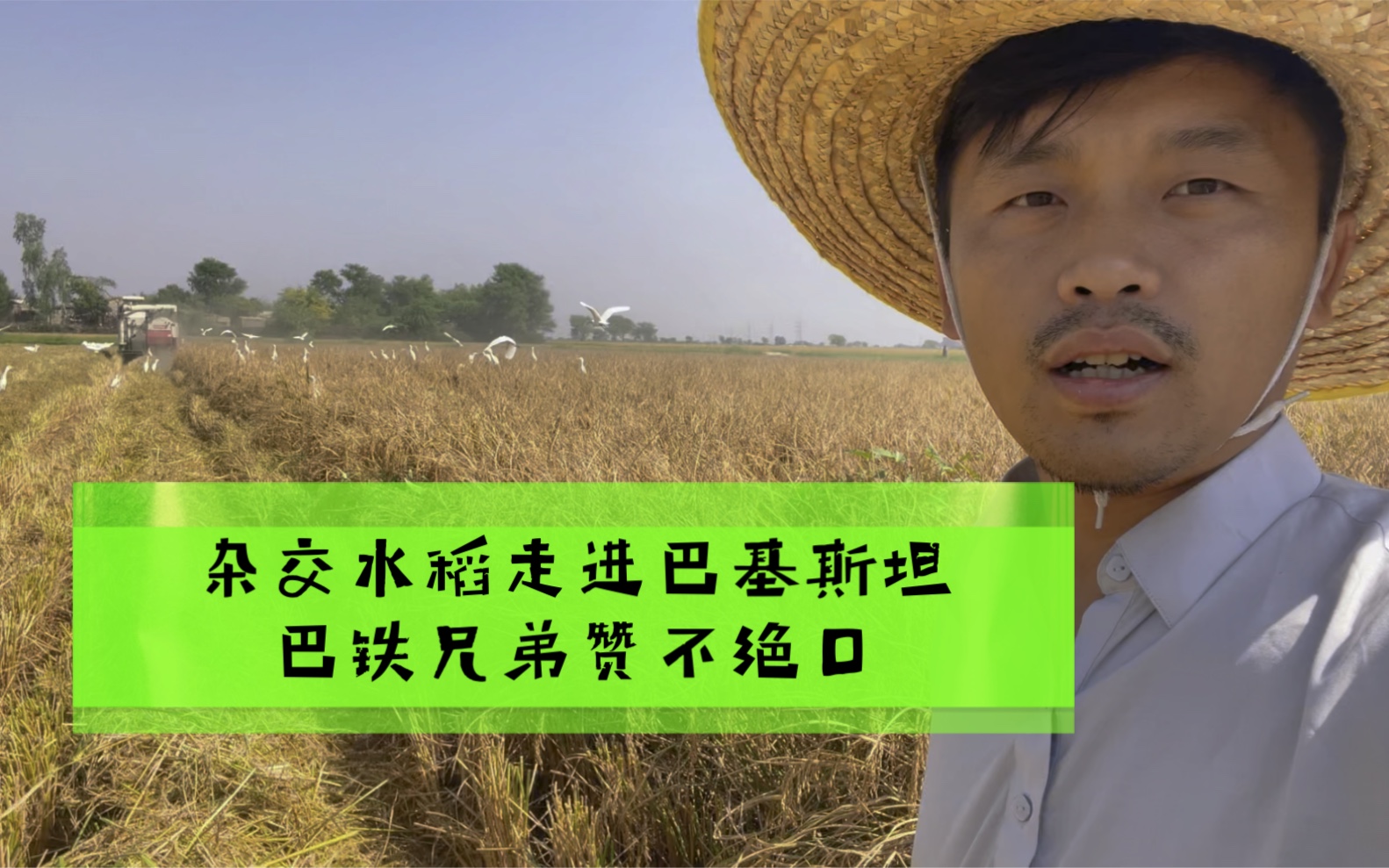 中国杂交水稻走进巴基斯坦巴铁兄弟看着高产水稻赞不绝口袁爷爷的杂交