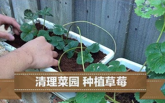 椰糠种植者 1 菜园清理 修剪和种植草莓哔哩哔哩bilibili