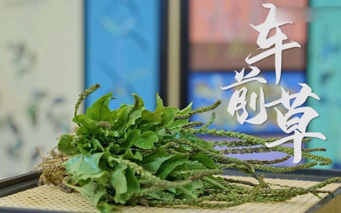 [图]#植物与人类、舌尖上的植物#多功能的芣苢