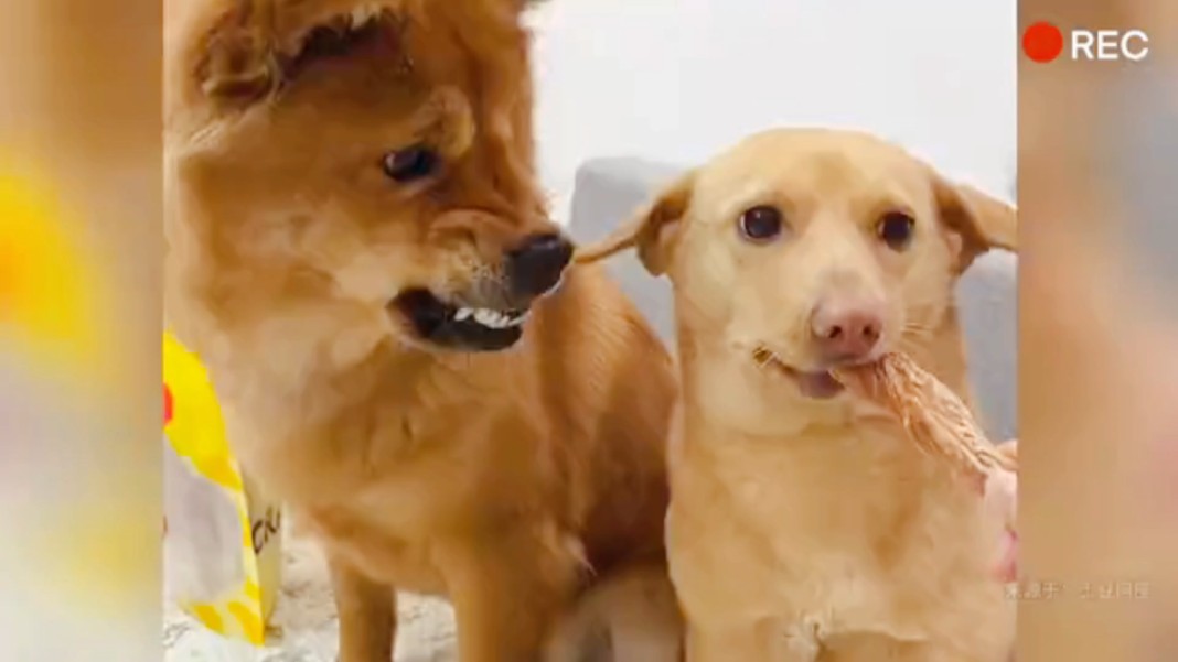 像极了车间主任看到我发奖金的样子#生活#搞笑#狗狗#汪星人