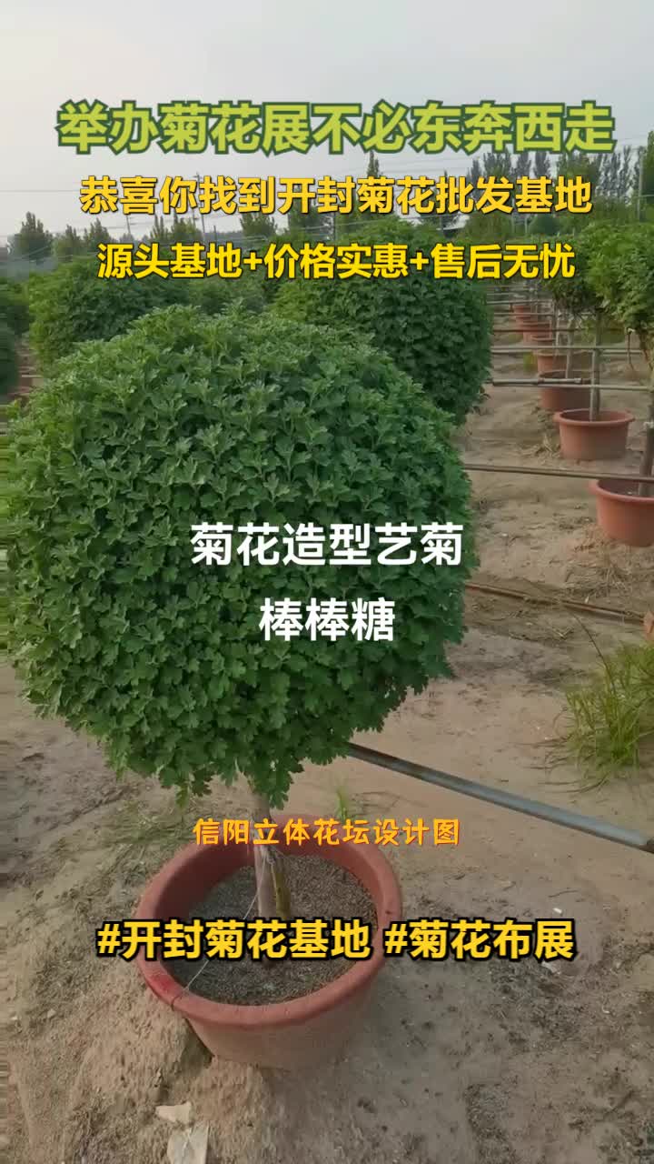 信阳立体花坛设计图,立体花坛,菊花造型,厂家专业设计,施工,一站式服务商,可承接大型花卉花展花会,菊花造型设计,承办各类植物绿雕,有兴趣...