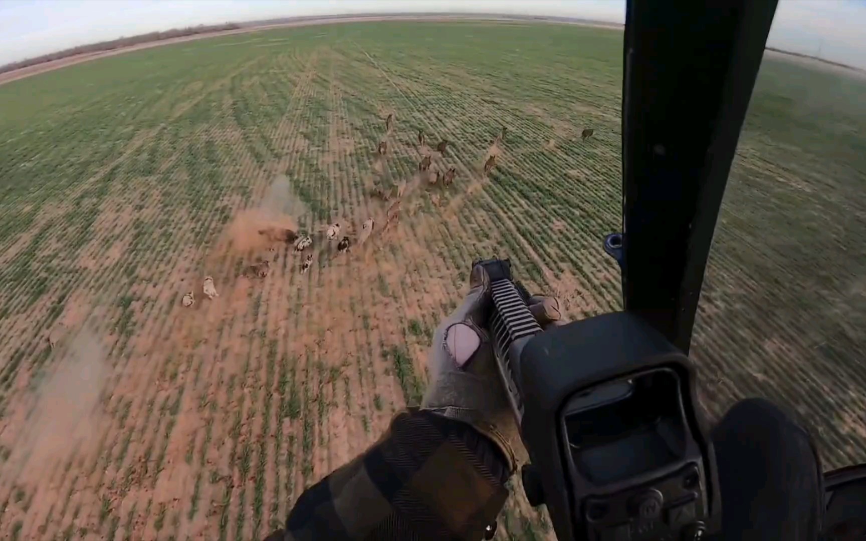 直升机上荷枪实弹捕杀糟蹋农场作物的野猪