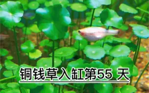 Download Video: 铜钱草入缸第55天