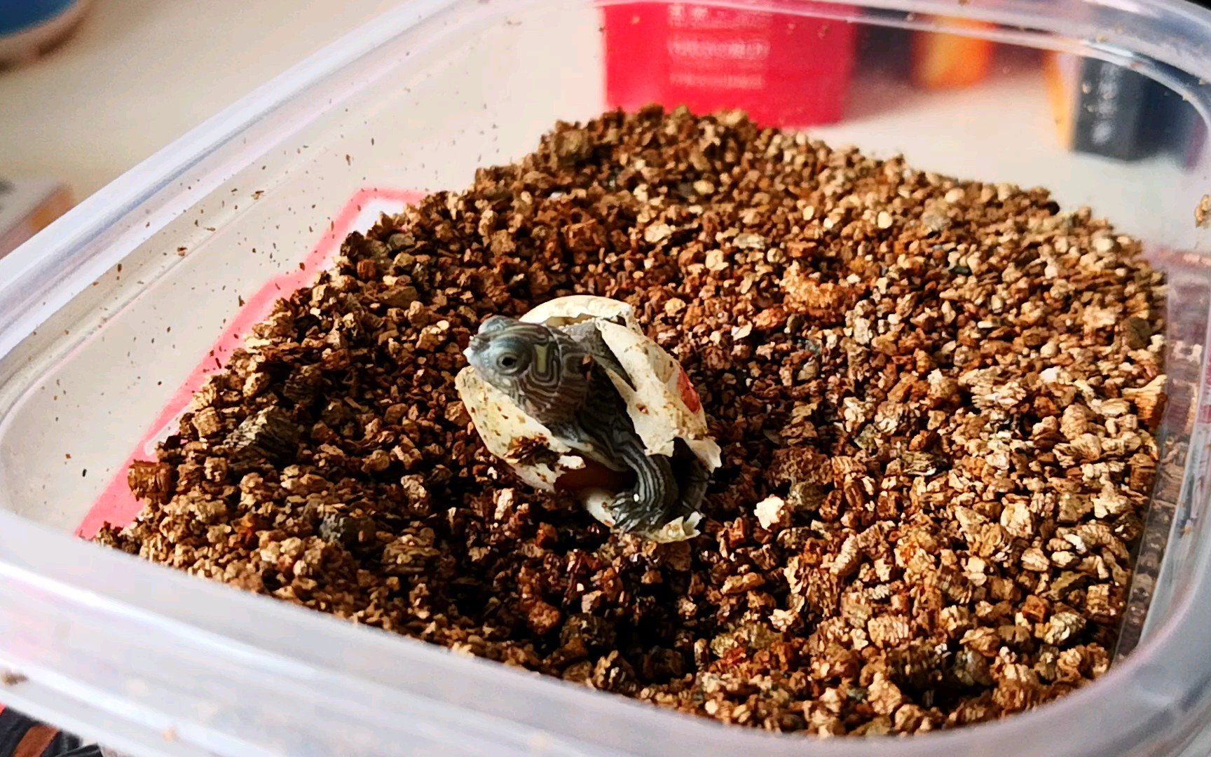 地图龟孵化破壳纪录