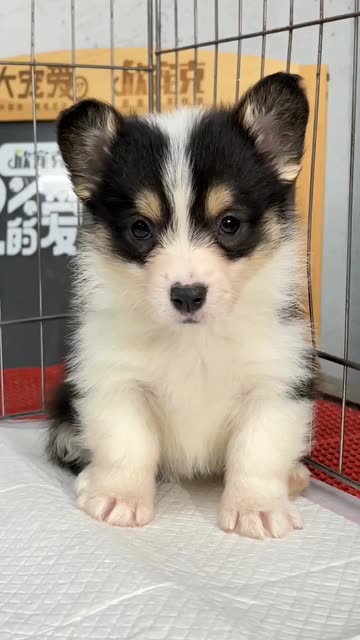 三色柯基幼崽,自家犬舍培育,已一针疫苗,包18天犬瘟细小,男宝宝 .