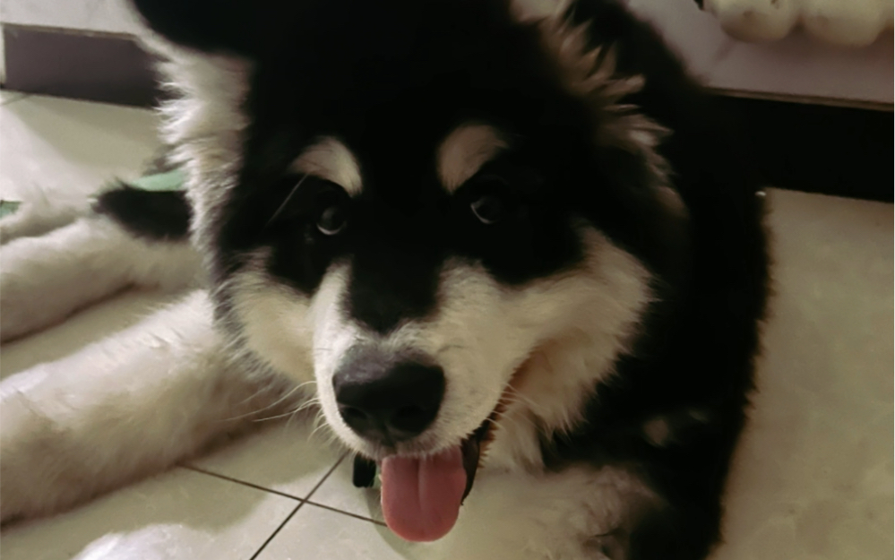 晚上出去玩遇到一只很粘狗的小阿拉斯加,可可爱爱