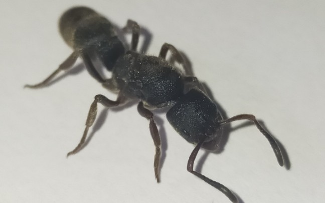 版纳红足捕食面包虫