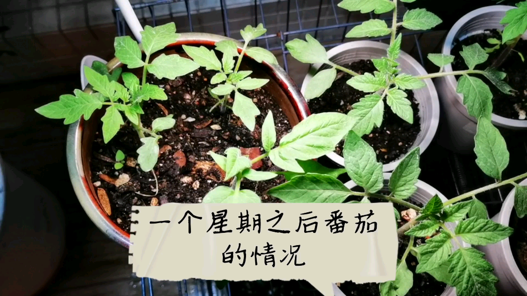 日出大黃蜂紅色白蘭地綠黑色廚師番茄1月苗況彙報