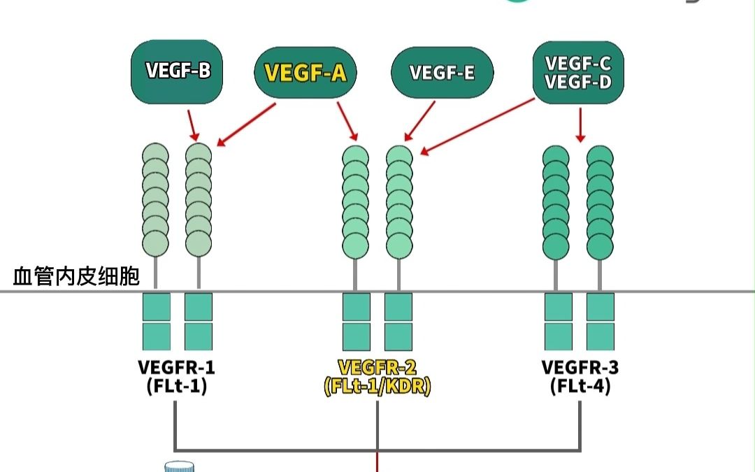 为什么联合用药都喜欢用VEGF+VEGFR?哔哩哔哩bilibili