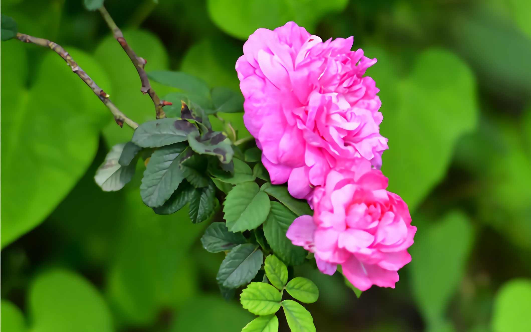 中山醉香荼薇2018年小榄荼薇文化节启动