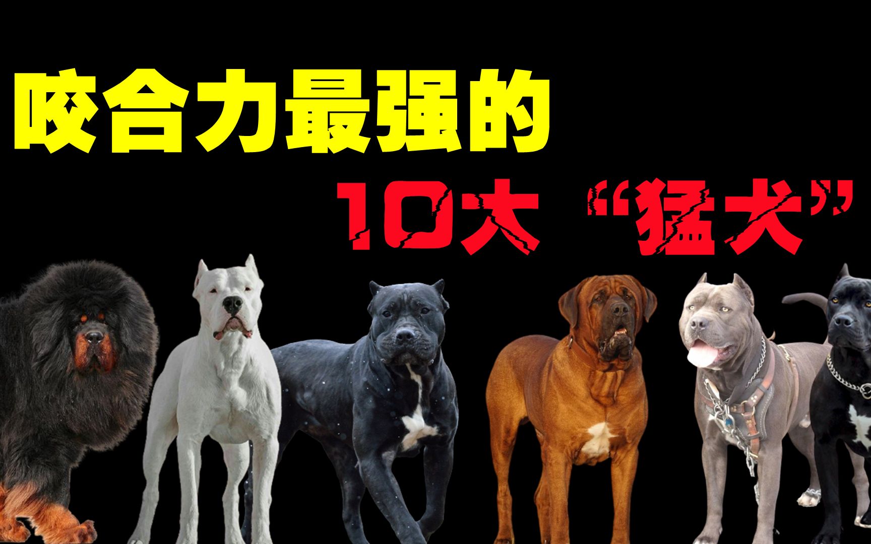 [图]世界上咬合力最强的10大猛犬，你以为藏獒真的干不过狼吗？