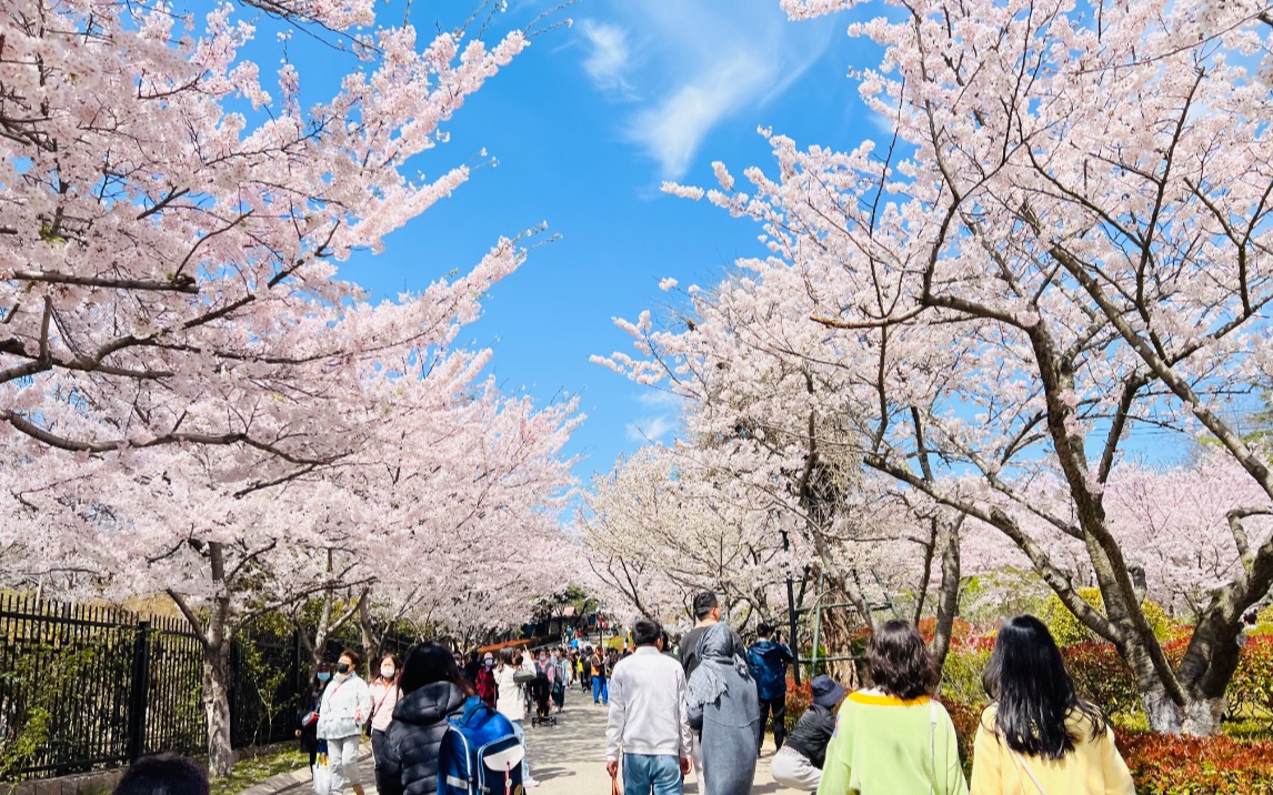 青岛中山公园樱花图片