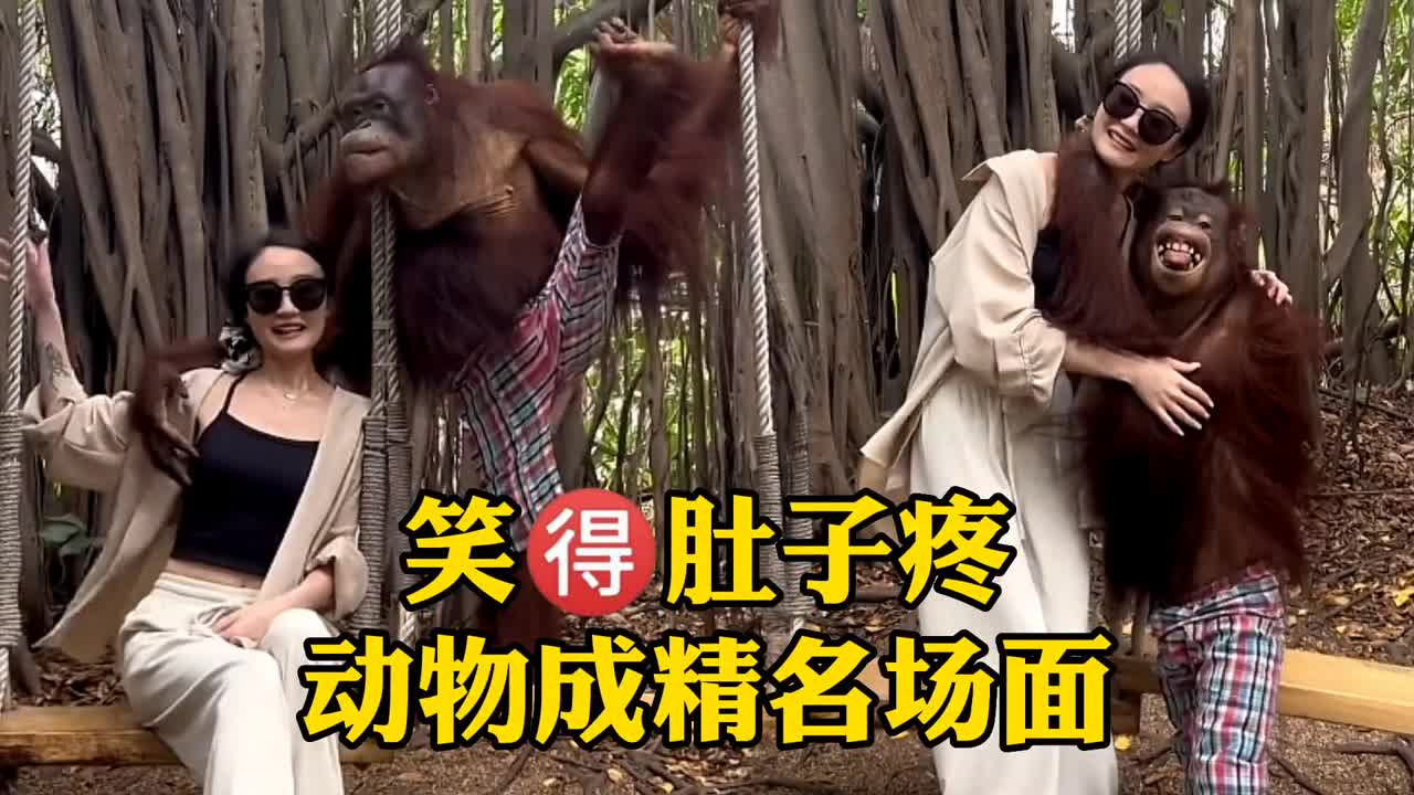 笑得肚子疼动物成精名场面,第一次见猫咪急了讲人话!