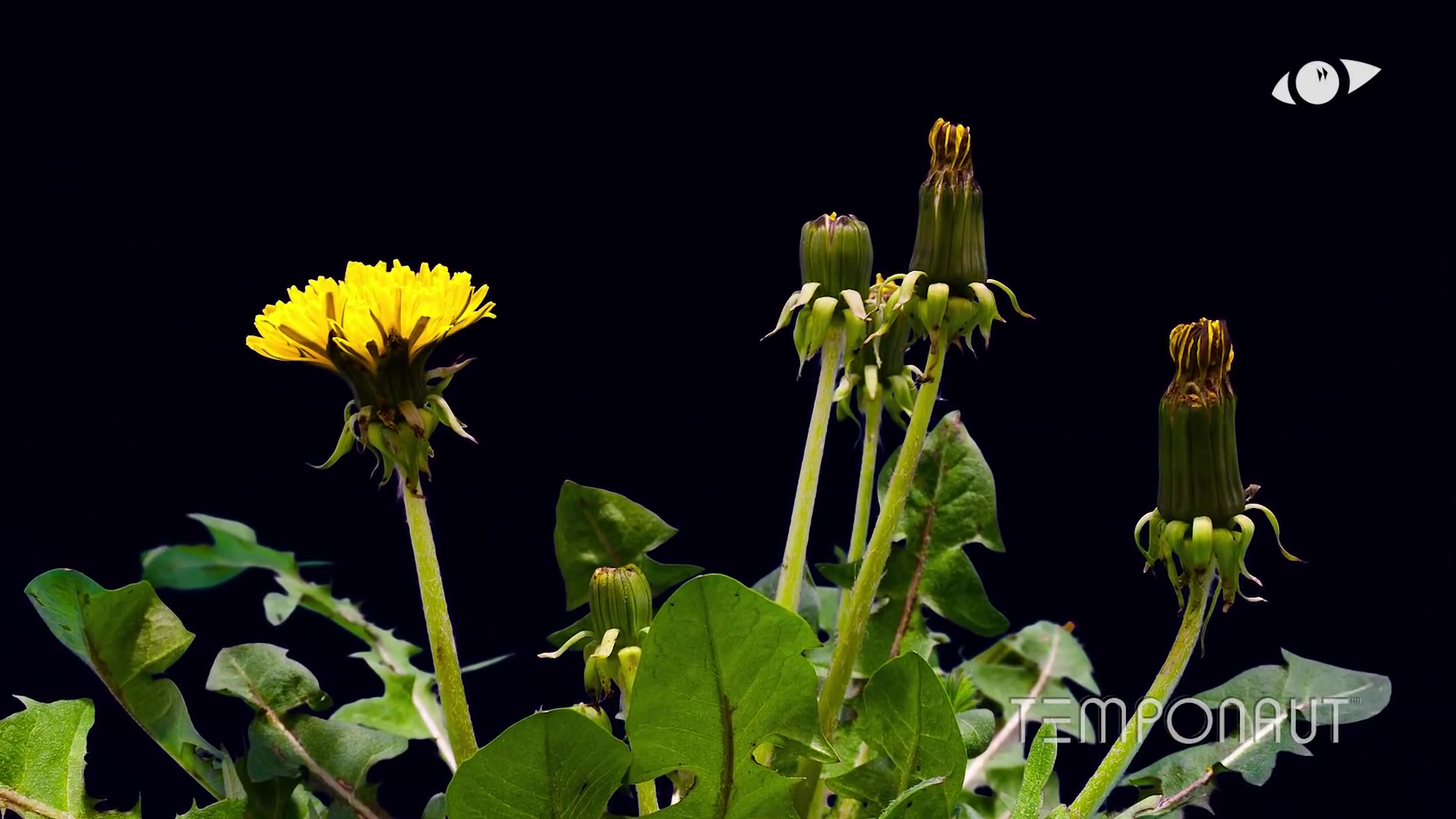 【延时摄影】蒲公英花绽放延时摄影Growing Dandelion Flower Timelapse哔哩哔哩bilibili