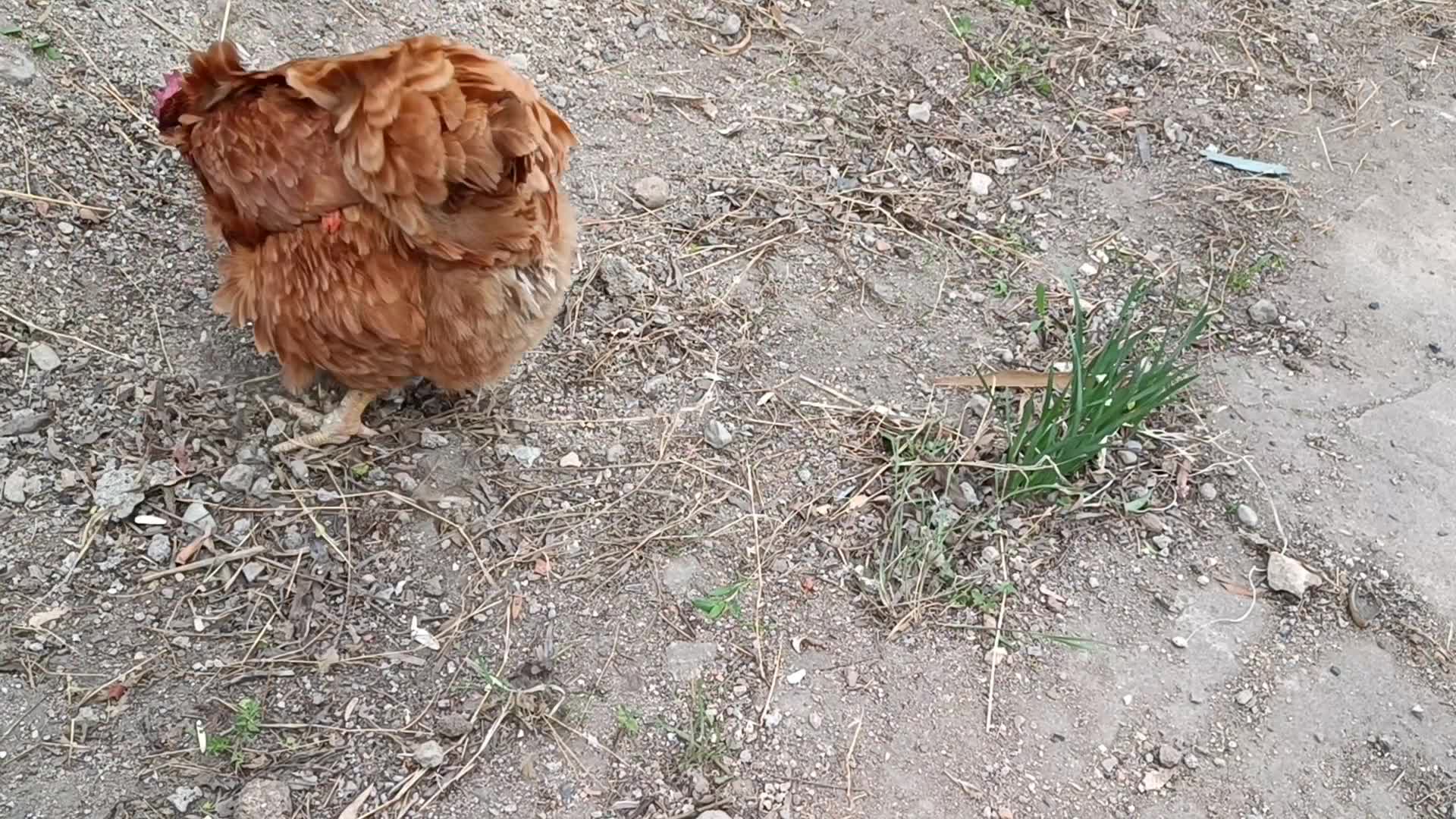 北方女土蝠~saturday.p.