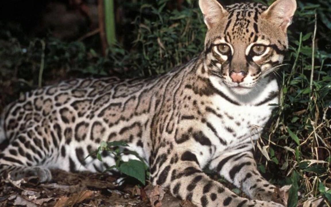 【科普】豹猫,我国最可怜的野生猫科动物