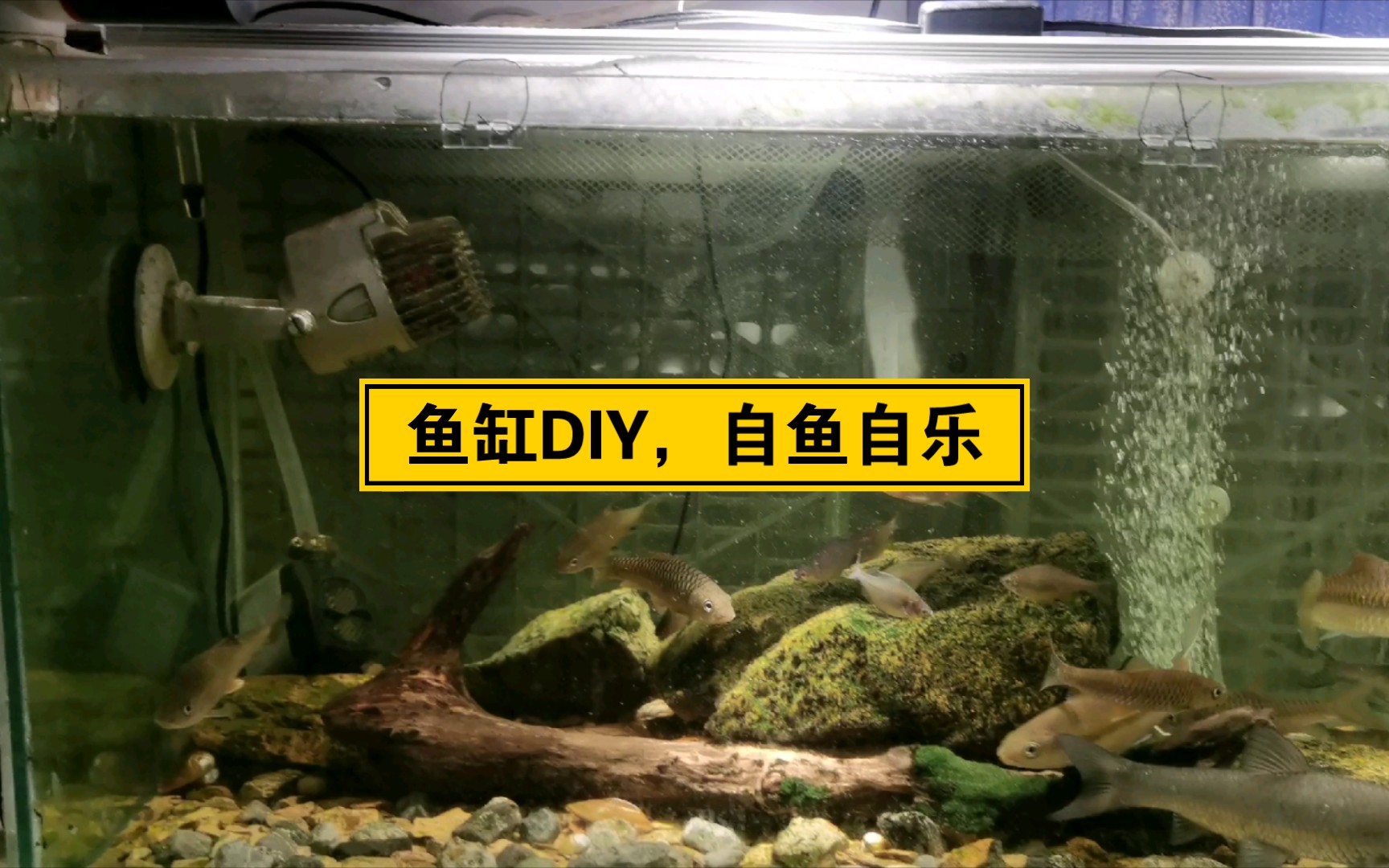 鱼缸DIY(鱼缸盖)不伤鱼,方便又好用,性价比拉满.又是省钱的一天.哔哩哔哩bilibili