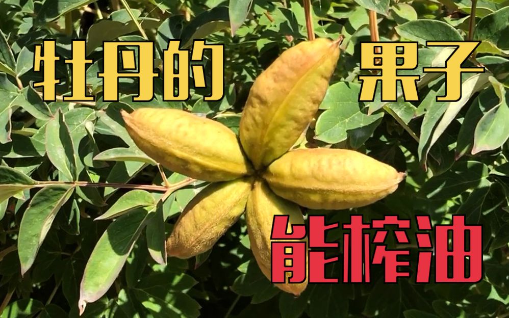 [图]一二三四五，牡丹果子心皮有几个 | 一点植物学