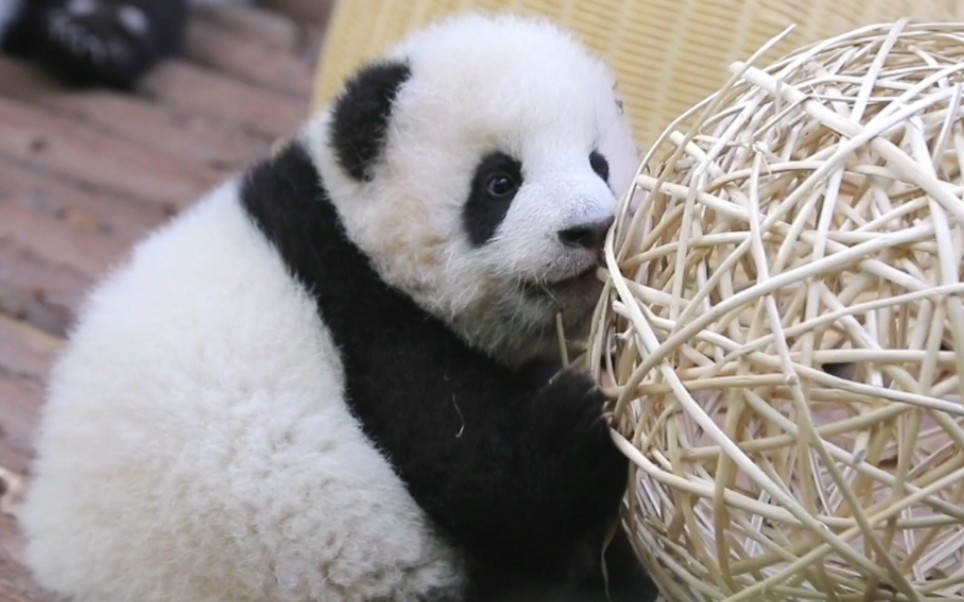 甜闹闹玩竹球球【闹闹】22冬