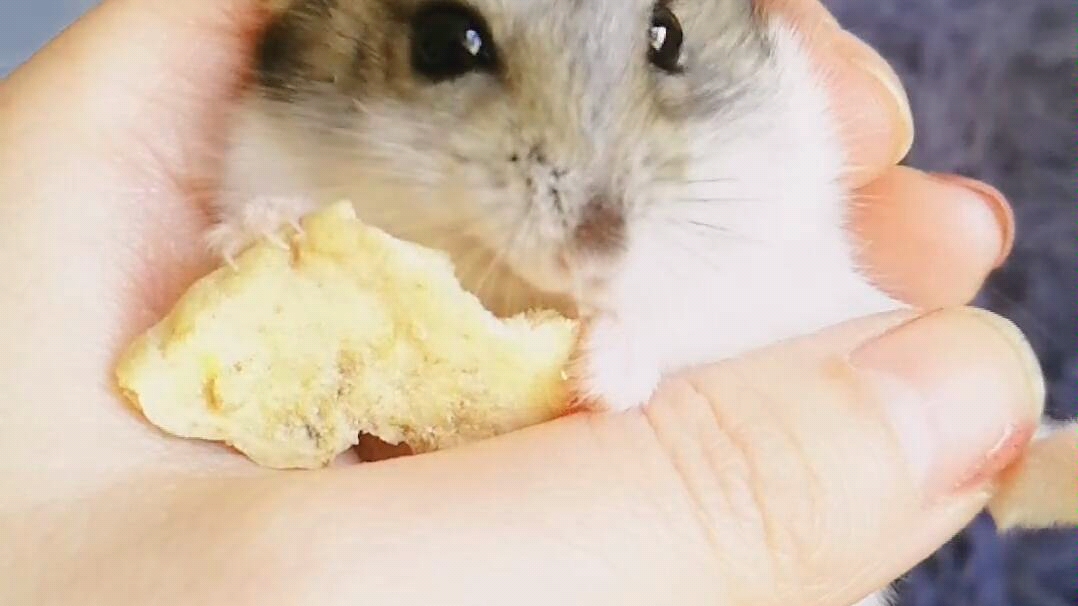 【仓鼠】美颜吃播大眼萌