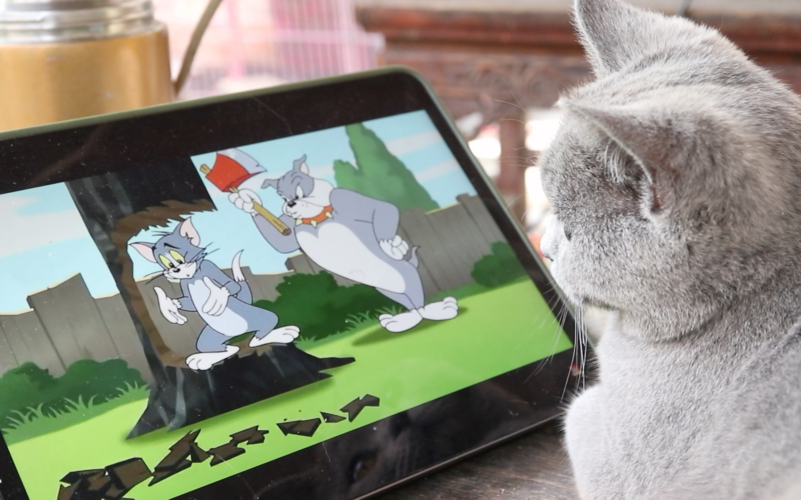 蓝猫毛毛在看猫和老鼠