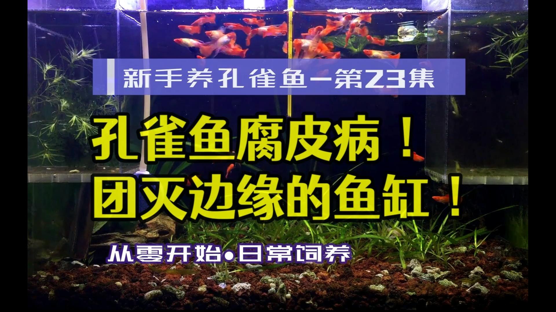 团灭边缘的孔雀鱼!孔雀鱼腐皮病(白皮病),新手养孔雀鱼23哔哩哔哩bilibili