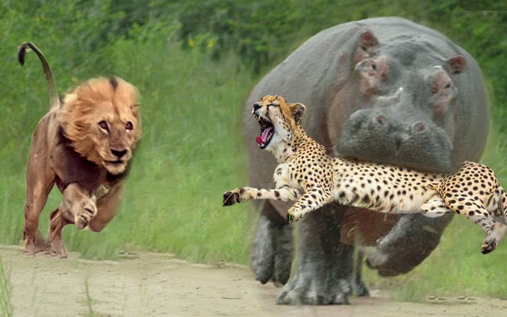 狮子攻击河马以释放猎豹 - 豹与蟒蛇的大战 - 2021 年野生动物大战
