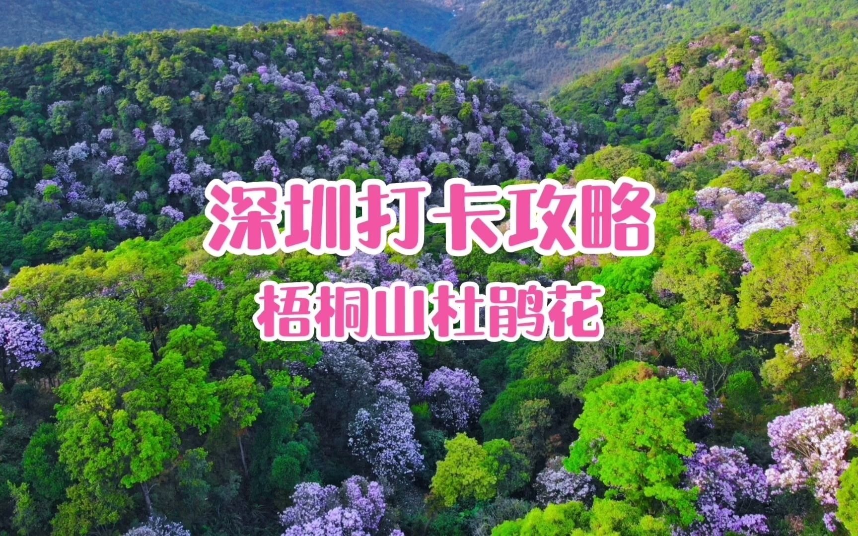 深圳梧桐山杜鹃花打卡攻略vlog哔哩哔哩bilibili