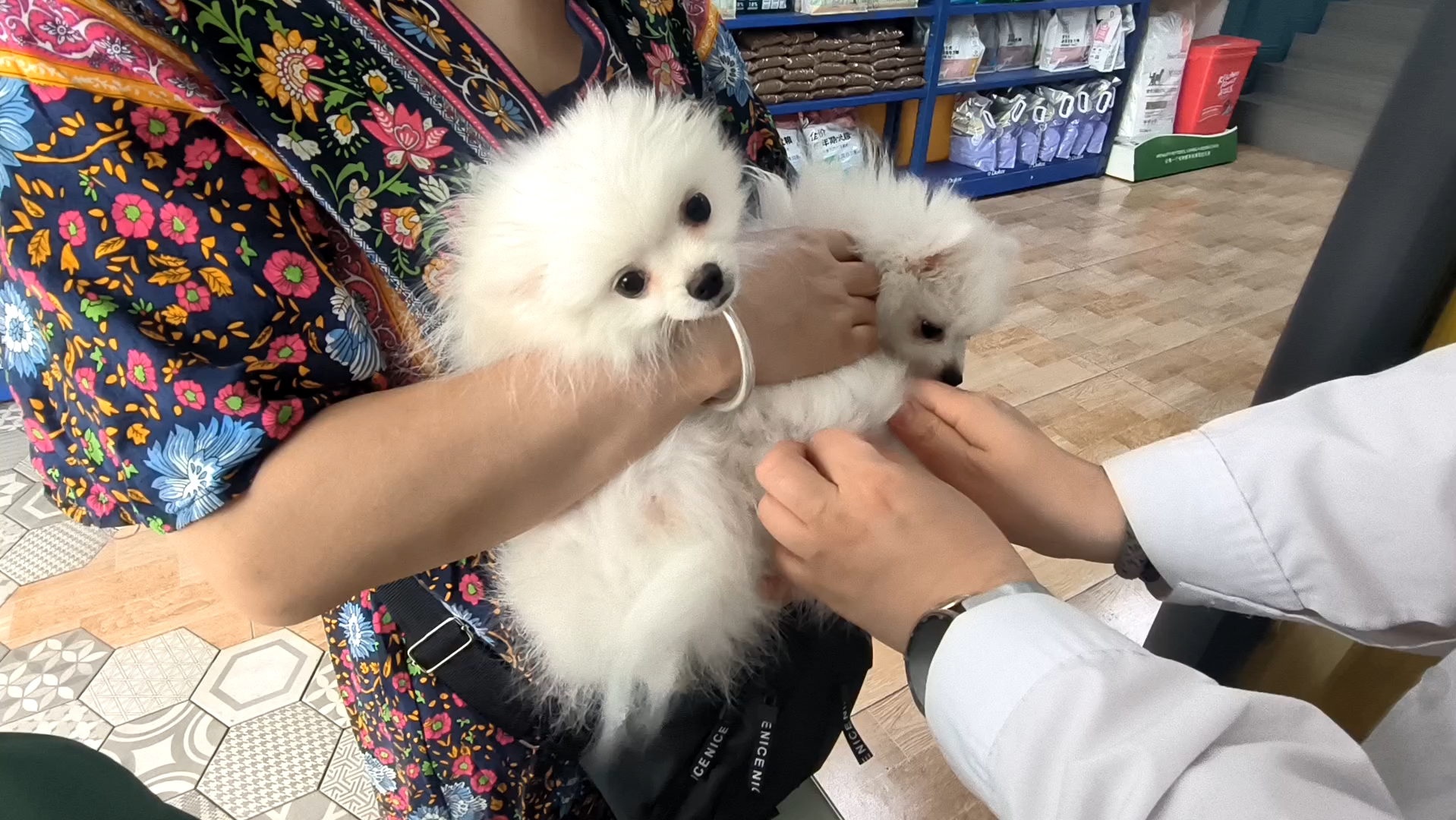 打个针都这么高兴的小狗