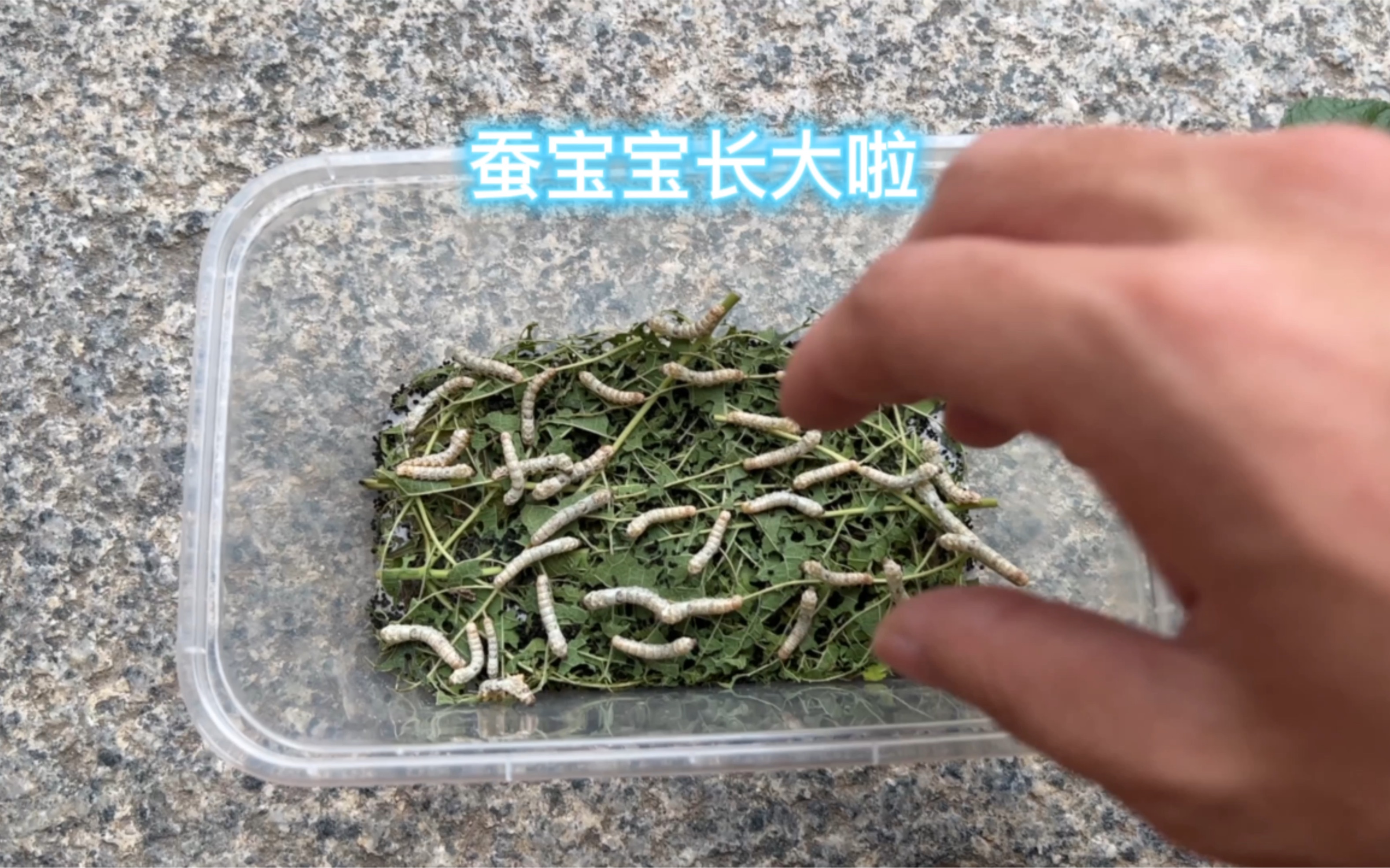 [图]白虫虫和黄虫虫