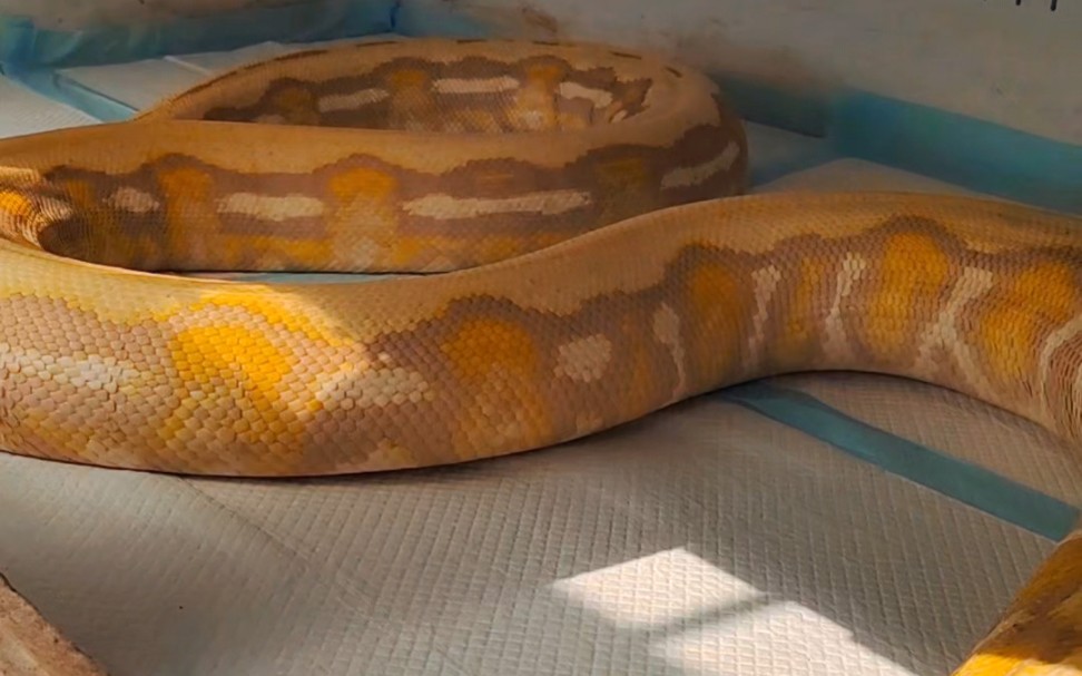 网纹蟒基因展示 紫白化老虎