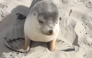 Скачать видео: 海滩上的小海狮