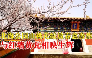 北海公园山桃花绽放春意盎然，与红墙黄瓦相映生辉