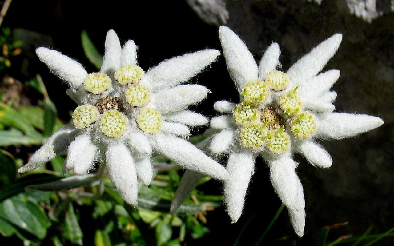 雪茸花图片