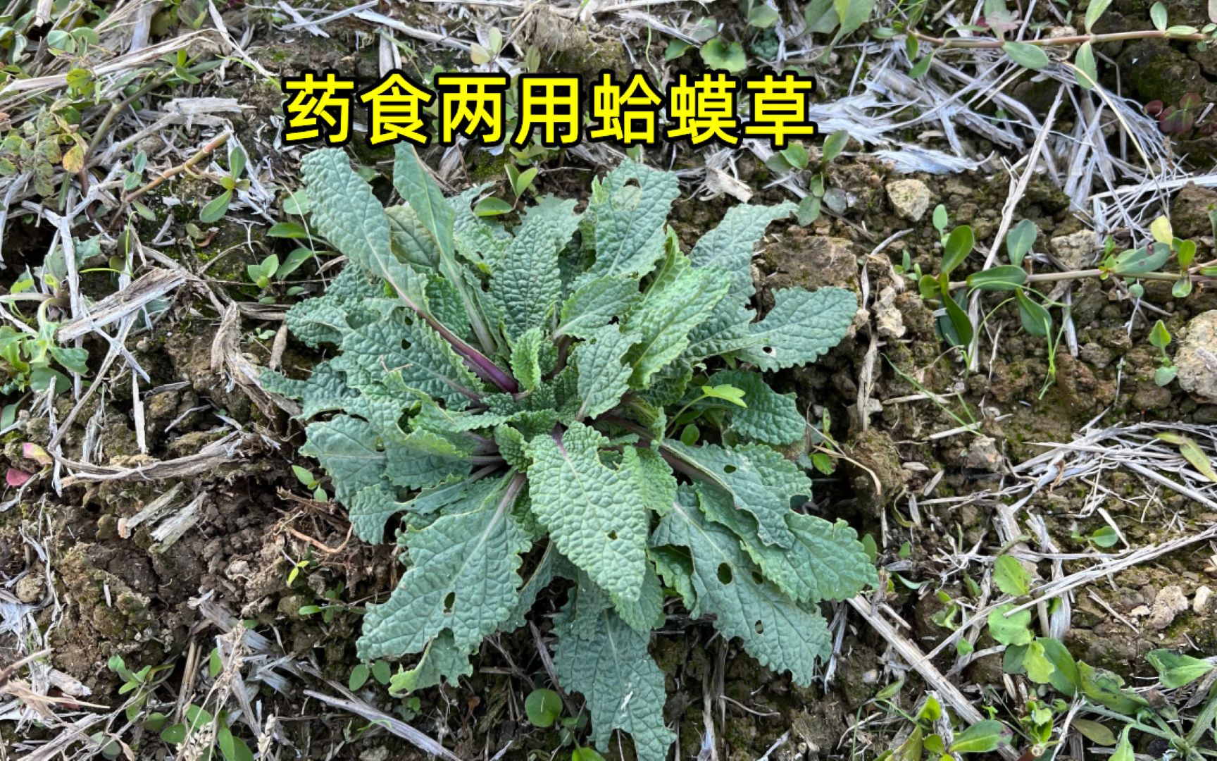 冬天的"蛤蟆草"价值高,老人们用它来炒鸡蛋,来认识一下