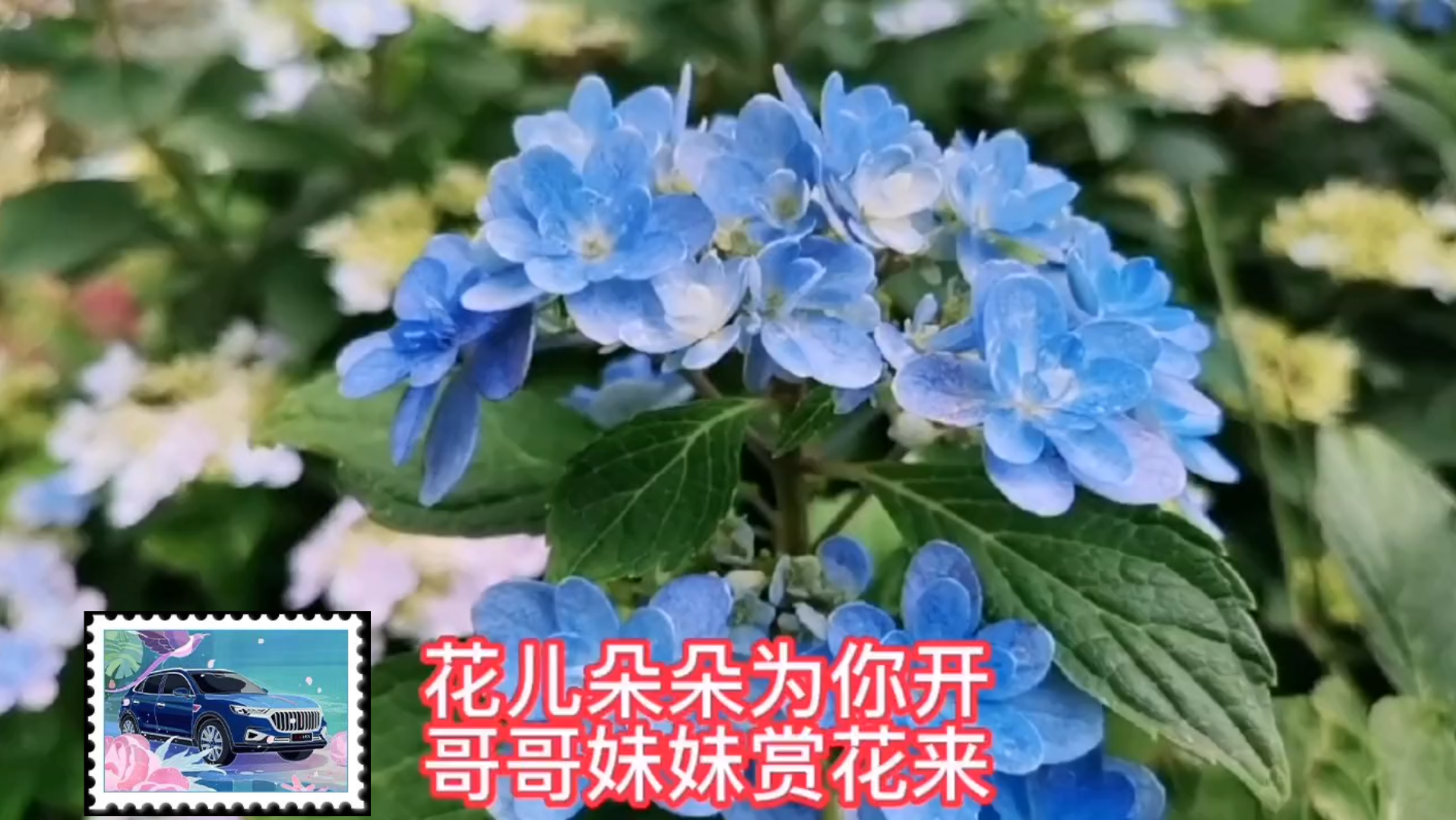 [图]春日赏花，花儿朵朵为你开，哥哥妹妹赏花来