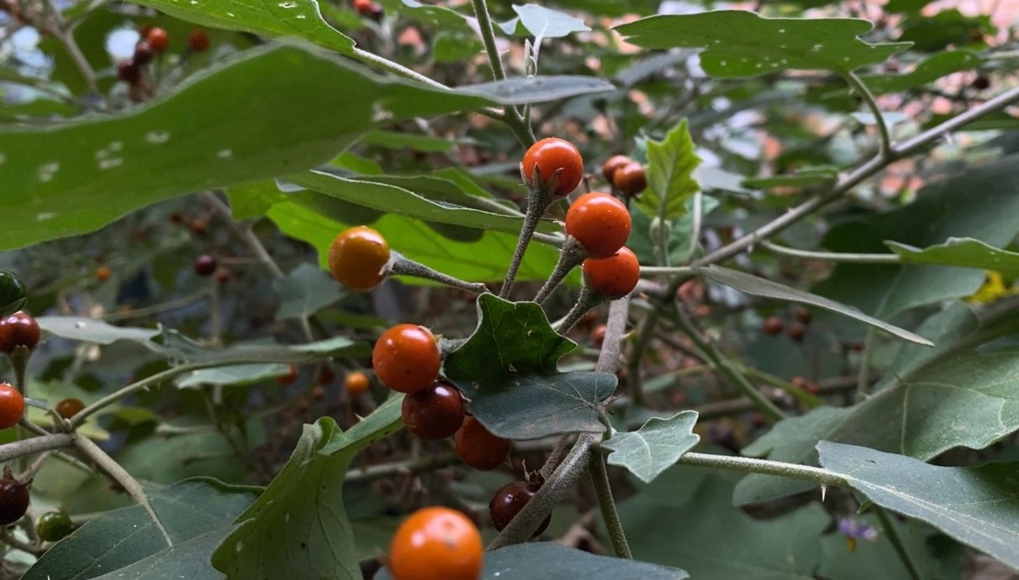 农村常见又不起眼的"化痰草",很多人还不认识,拍给大家看一下