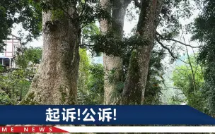 Tải video: 四川男子花钱买树雇人砍树，没成想动了国家重点保护植物，该咋罚