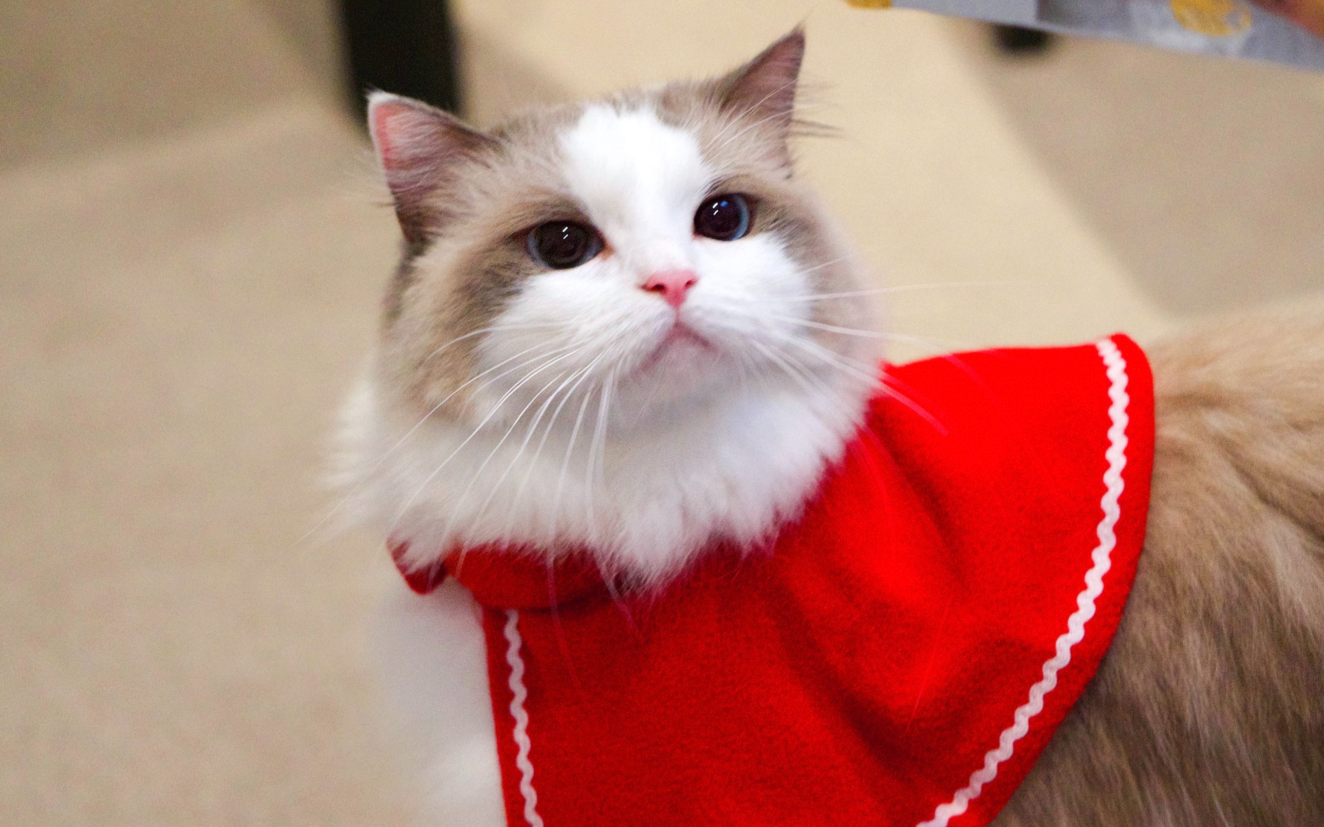 给猫咪穿上圣诞小斗篷后这也太可爱了吧