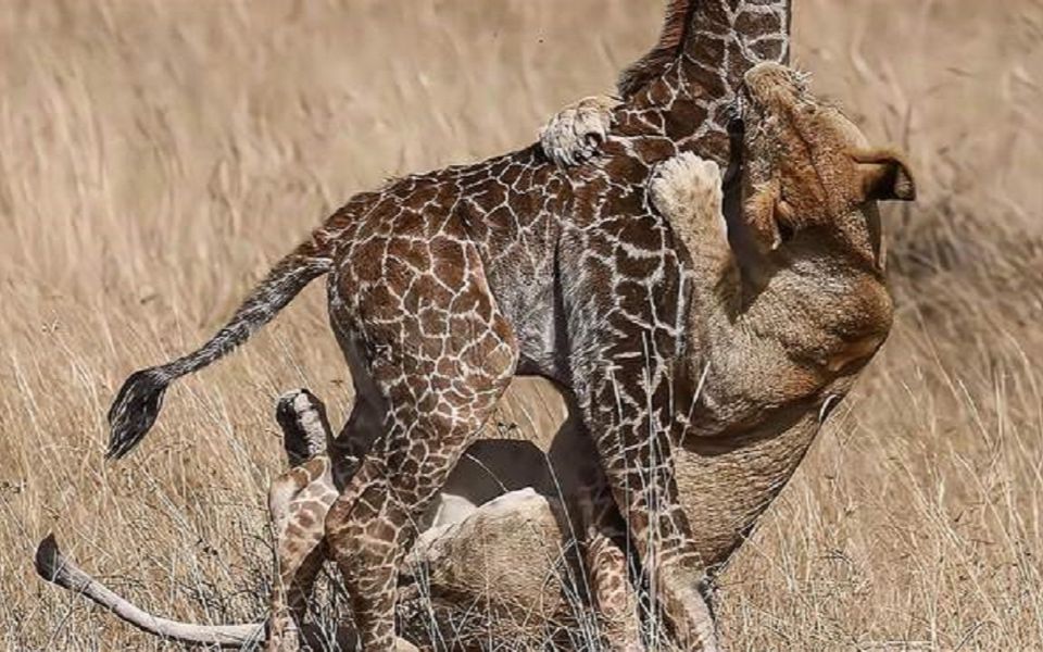 动物界的互相残杀合集,看得人心惊胆战