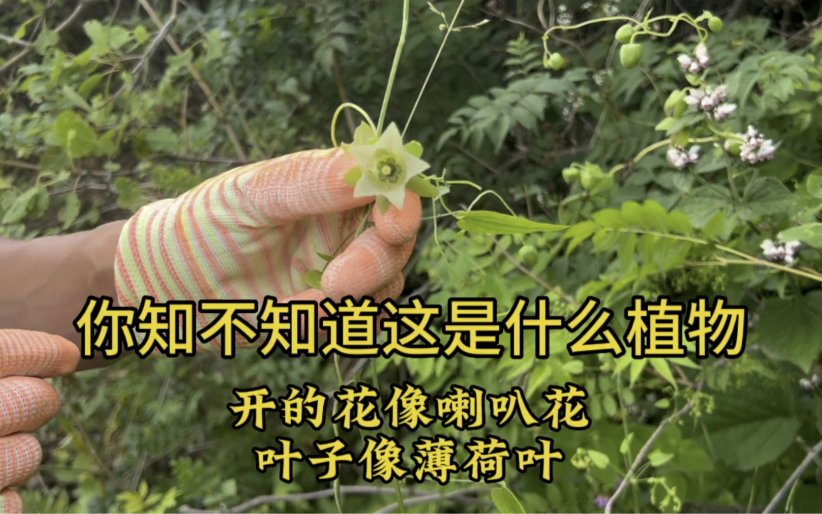 山里找到的野生党参,开的花像喇叭花,叶子像薄荷叶,要么找不到,要么就