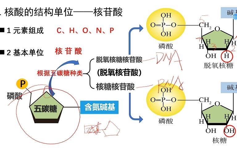 [图]高中生物人教版必修一第二章第5节 核酸是遗传信息的携带者（上）