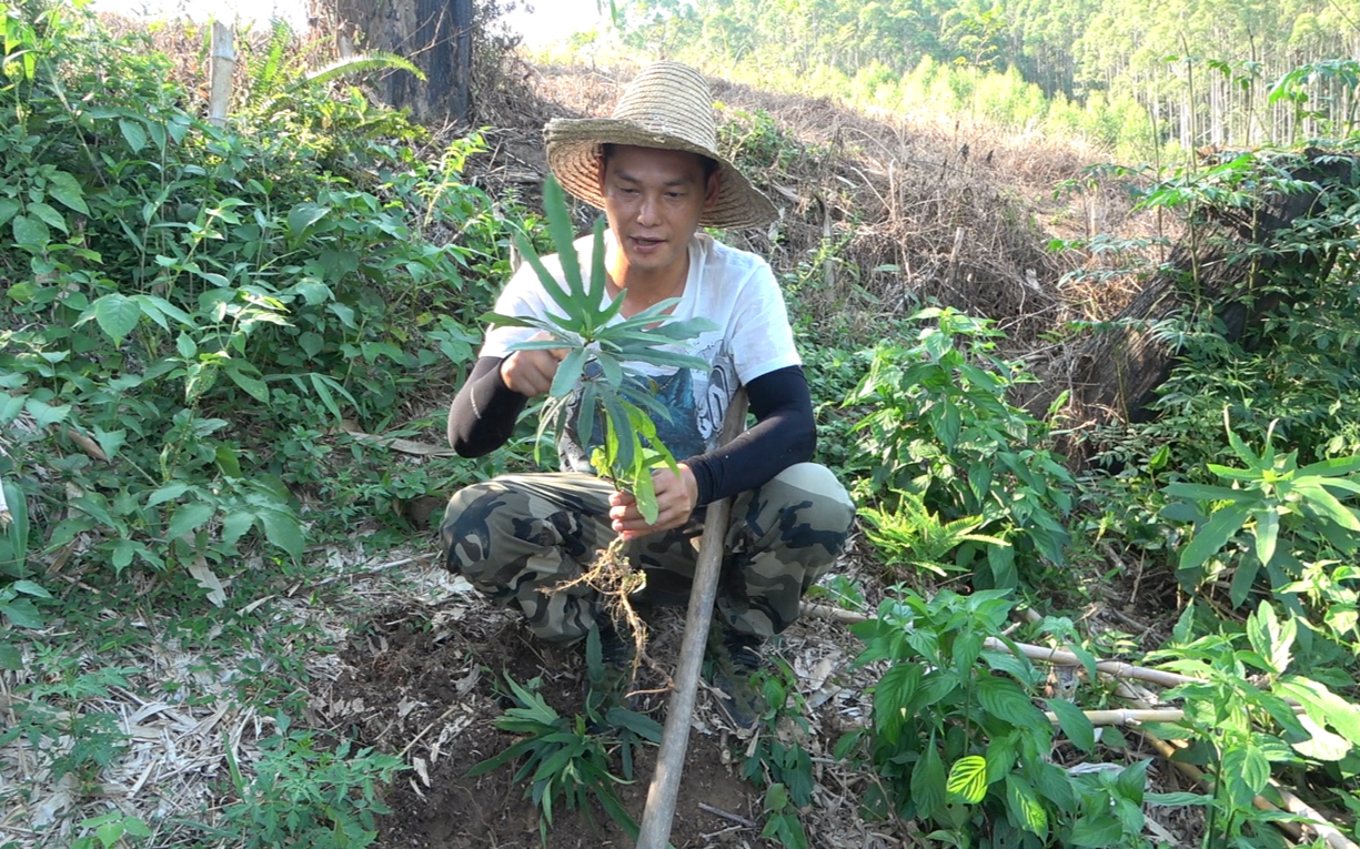 这种植物的根用处真多,城里有钱人喜欢拿来煲汤,很多人都不认识哔哩哔哩bilibili